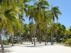 Ambergris Caye beach and palms – Best Places In The World To Retire – International Living